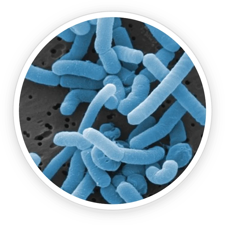 Lactobacillus Paracasei ProDentim ingredient