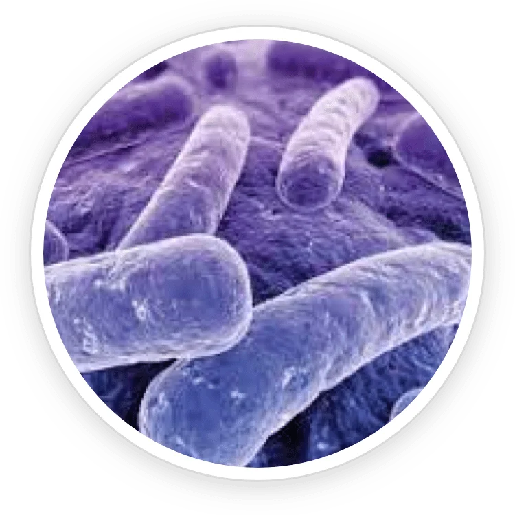 Lactobacillus Reuteri ProDentim ingredient